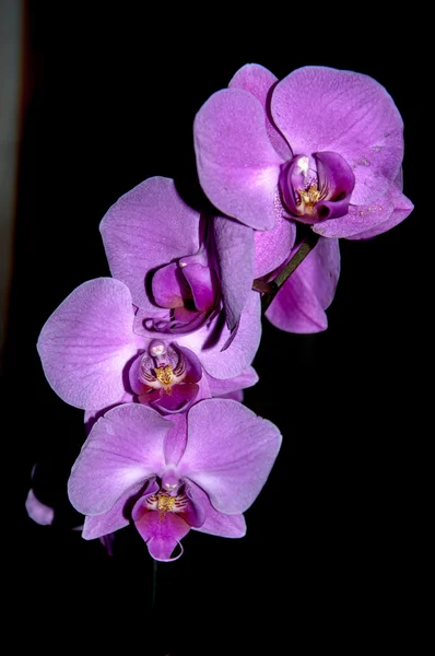Орхидея фиалка — стоковое фото
