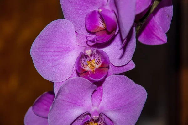 Violeta de orquídea — Fotografia de Stock