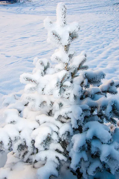 El pequeño abeto y la suave nieve esponjosa — Foto de Stock