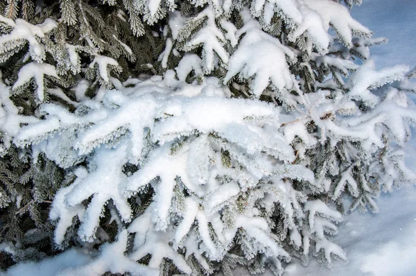 Die kleine Tanne und der weiche, flauschige Schnee — Stockfoto