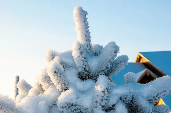 Die kleine Tanne und der weiche, flauschige Schnee — Stockfoto