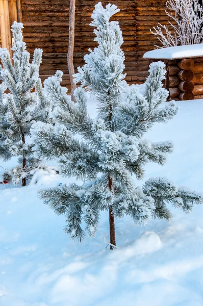 小枞树和柔软蓬松的雪花 — 图库照片