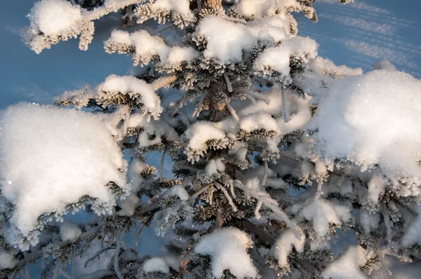 云杉叶和柔软蓬松的雪花 — 图库照片