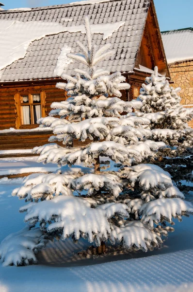 Spruce nålar och mjuk fluffig snö — Stockfoto