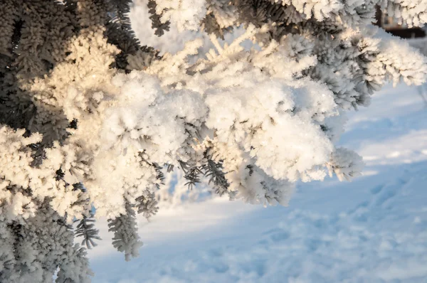 Aghi di abete rosso e soffice neve soffice — Foto Stock