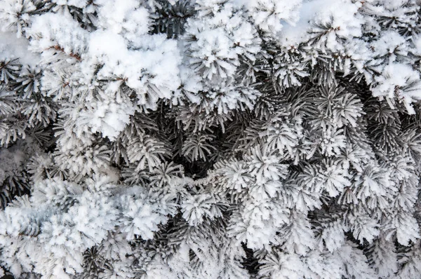 Spruce nålar och mjuk fluffig snö — Stockfoto
