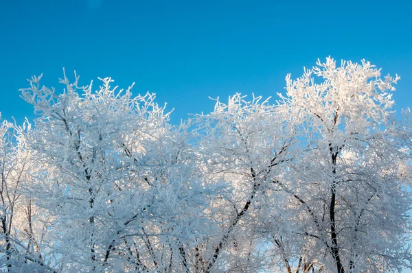 一棵树在冬天和柔软蓬松的雪花 — 图库照片