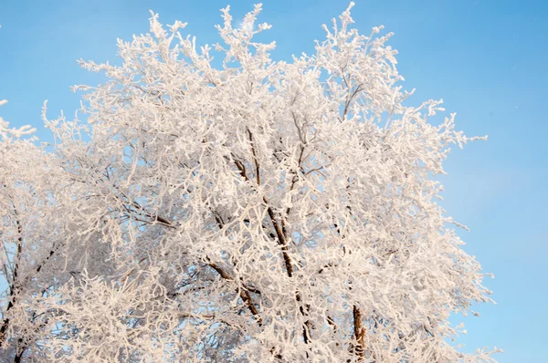 Un árbol en invierno y suave nieve esponjosa — Foto de Stock