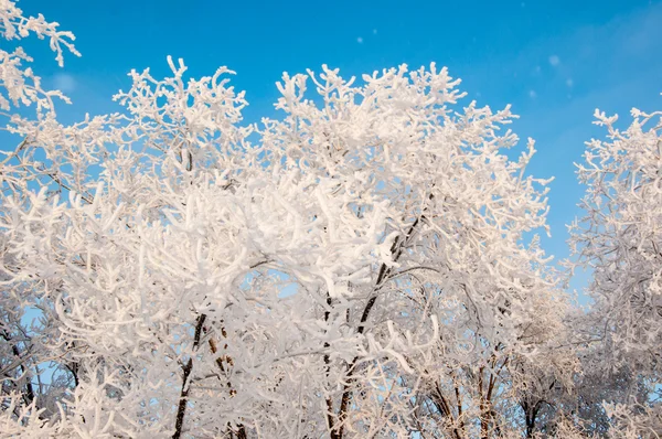 一棵树在冬天和柔软蓬松的雪花 — 图库照片