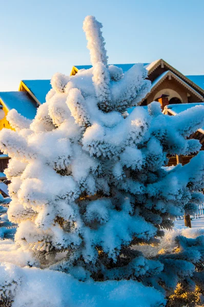 針葉樹の木と柔らかいフワフワの雪 — Stockfoto