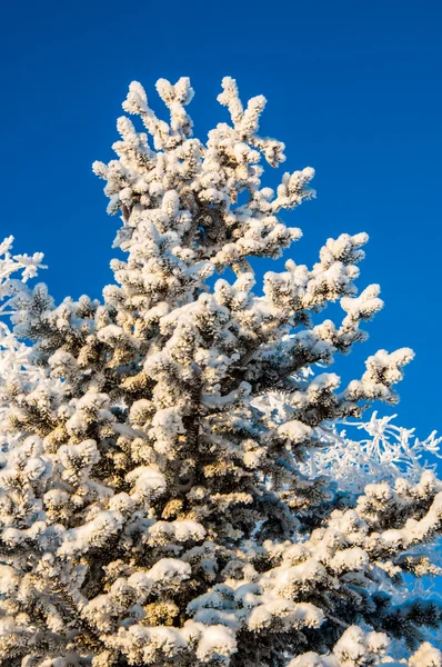 針葉樹の木と柔らかいフワフワの雪 — Stockfoto