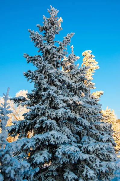 针叶树和柔软蓬松的雪花 — 图库照片