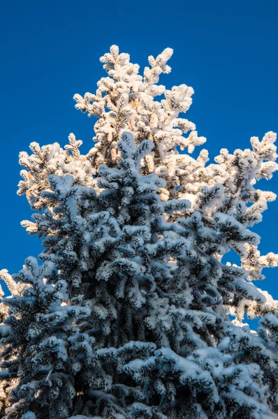 Albero di conifere e soffice neve soffice — Foto Stock