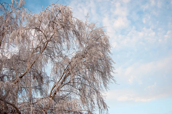 Weißer, flauschiger Schnee auf weißer Birke — Stockfoto