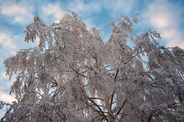 Weißer, flauschiger Schnee auf weißer Birke — Stockfoto