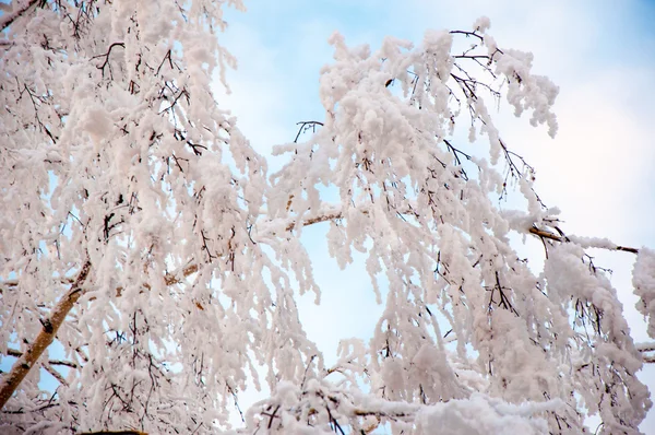 Weißer, flauschiger Schnee auf weißer Birke — Stockfoto