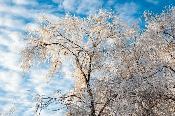 Árboles en invierno —  Fotos de Stock