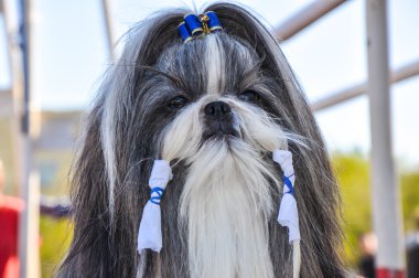 köpek göstermek
