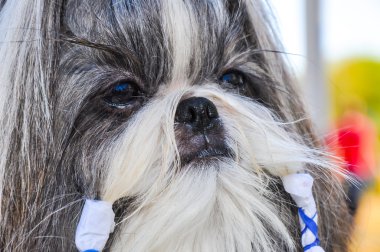 köpek göstermek