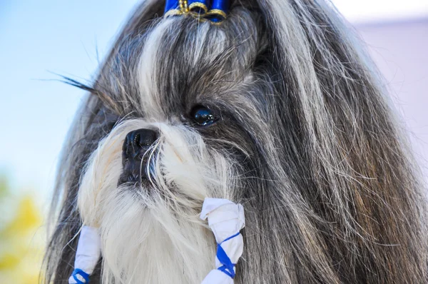 köpek göstermek