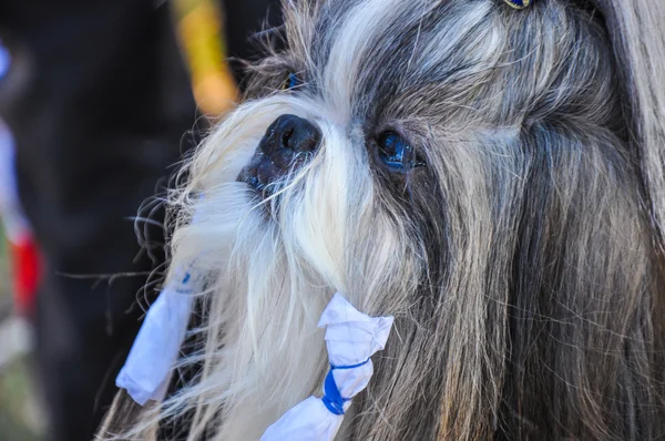 Na exposição do cão — Fotografia de Stock