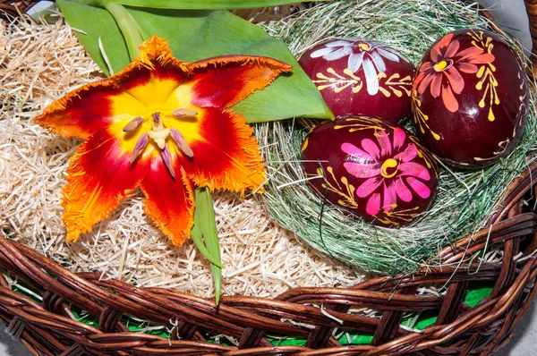 Tulipán a velikonoční vajíčko — Stock fotografie