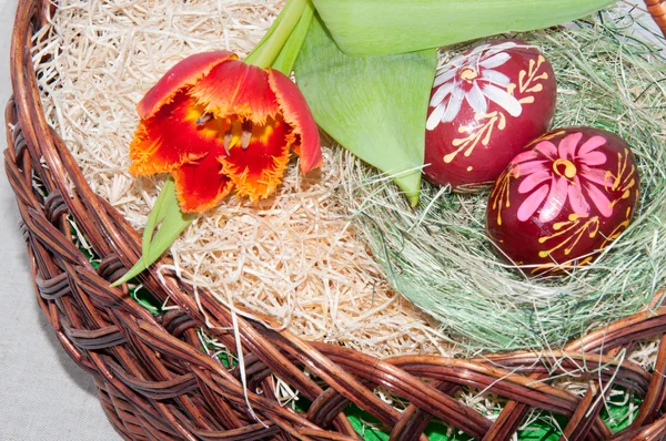Tulipán a velikonoční vajíčko. — Stock fotografie