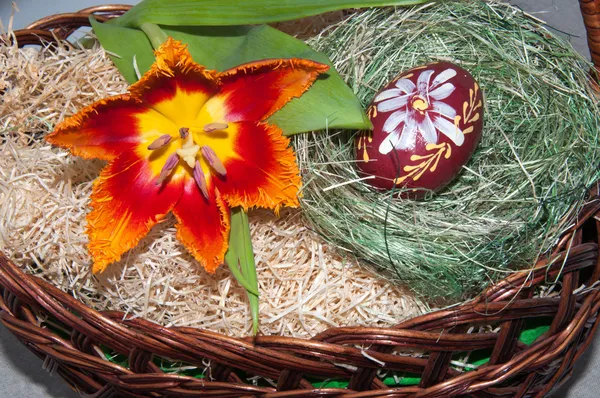 Tulipán a velikonoční vajíčko. — Stock fotografie