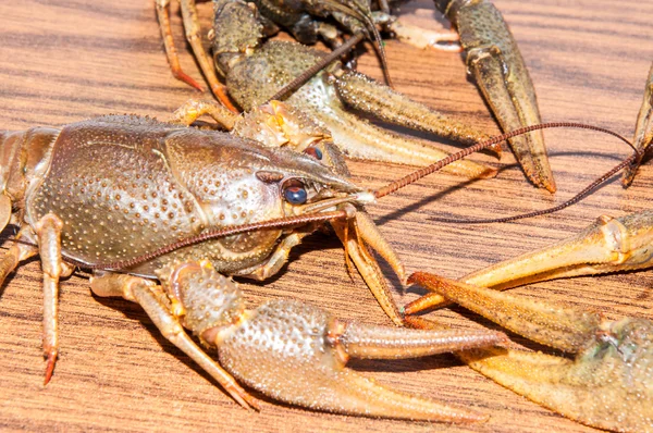 Gekookte rivierkreeft bier snack — Stockfoto