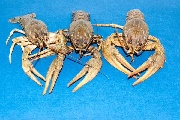 Gekookte rivierkreeft bier snack — Stockfoto