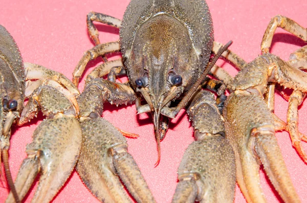 Gekookte rivierkreeft bier snack — Stockfoto