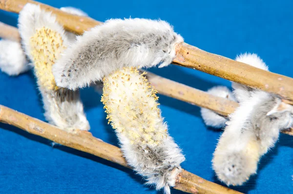 Willow sprigs to bloom for Easter — Stock Photo, Image