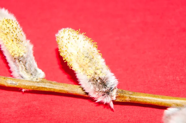 Willow sprigs to bloom for Easter — Stock Photo, Image