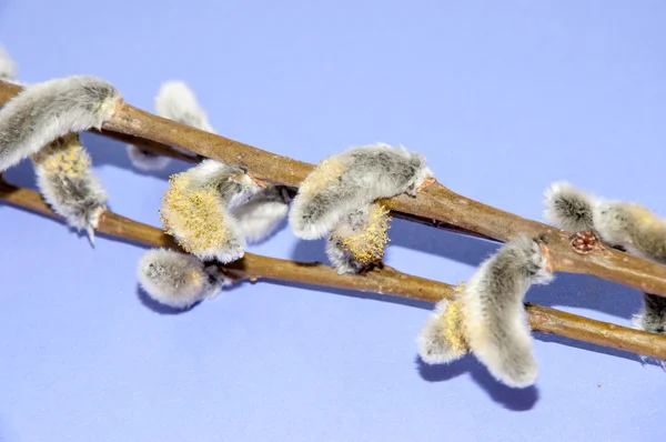 Willow sprigs to bloom for Easter — Stock Photo, Image