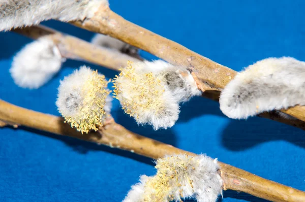 Willow sprigs to bloom for Easter — Stock Photo, Image