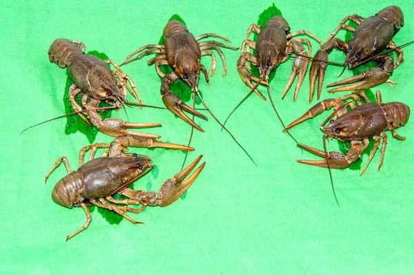 Gekookte rivierkreeft bier snack . — Stockfoto