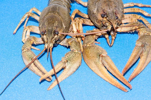 Gekookte rivierkreeft bier snack . — Stockfoto