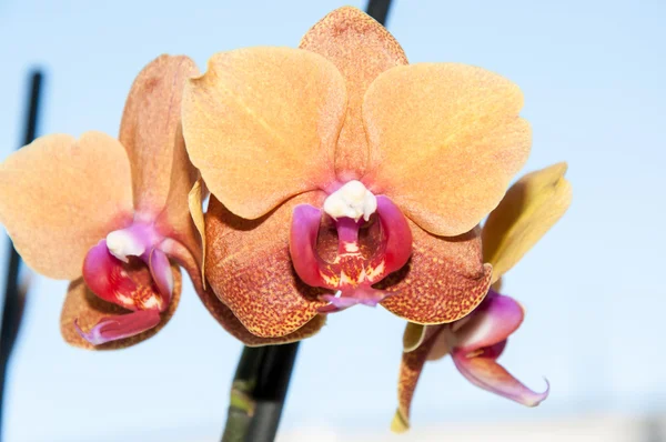 Flores de orquídeas — Fotografia de Stock