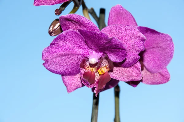 Flores de orquídeas — Fotografia de Stock