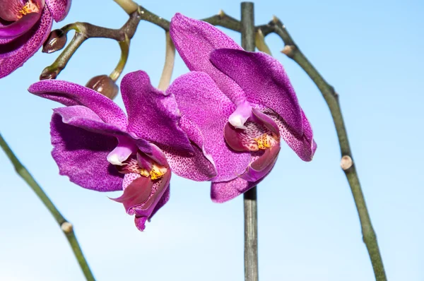 Flores de orquídeas — Fotografia de Stock