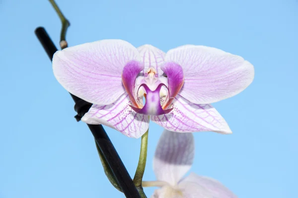 Flores de orquídeas — Fotografia de Stock