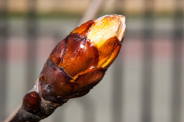 Spring chestnut buds — Stock Photo, Image