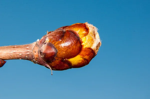 Brotes de castaño de primavera —  Fotos de Stock