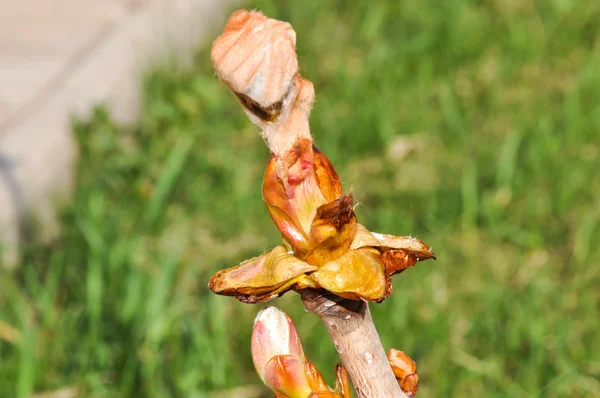 Brotes de castaño de primavera —  Fotos de Stock