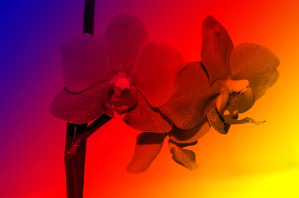 Flores de orquídeas , — Fotografia de Stock
