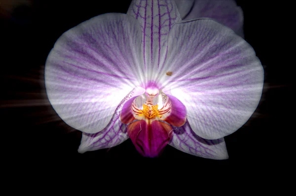 Orchideenblüten, — Stockfoto