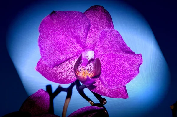 Orchideenblüten, — Stockfoto