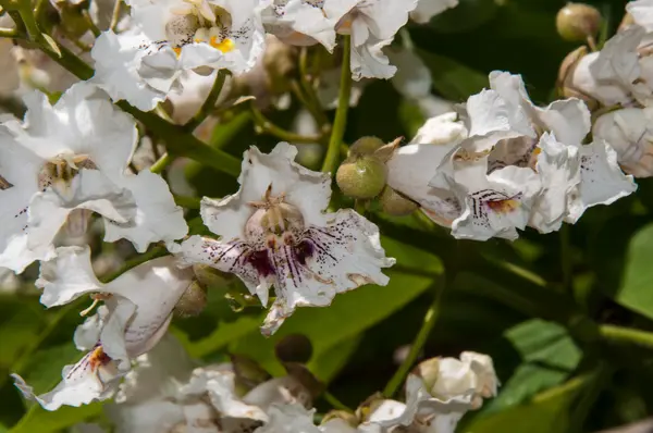 Цветок Катальпы — стоковое фото