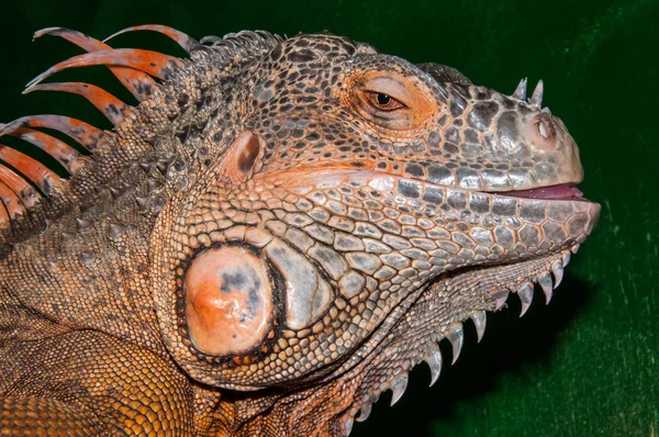 Kırmızı iguana — Stok fotoğraf