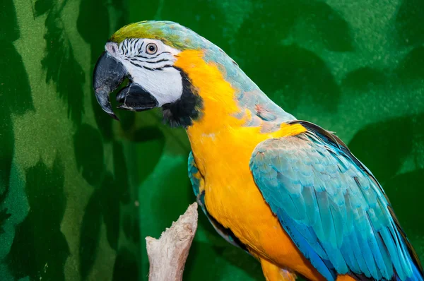 蓝色和黄色的金刚鹦鹉或 ara ararauna — 图库照片